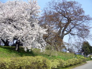 sakura